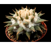 Горобинник притуплений (3 шт.) / Ariocarpus Retusus